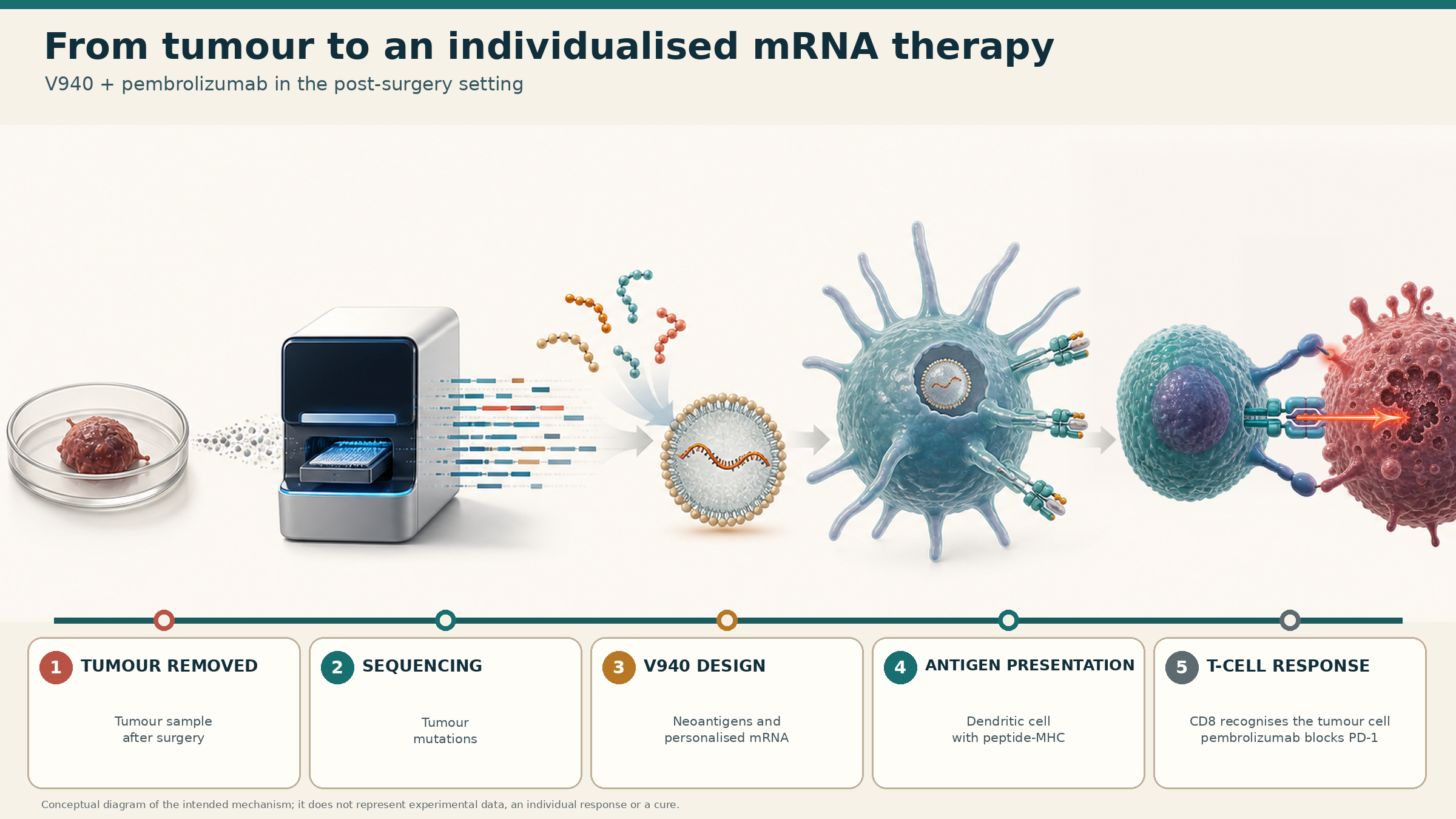 Illustrated sequence from a tumour sample to V940 design and a T-cell response against a tumour cell.